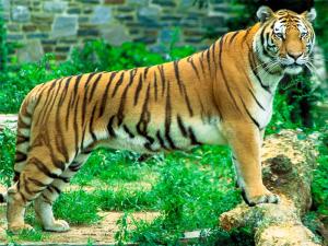 tigre-del-Bengala_0.jpg